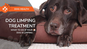What To Do If Your Dog is Limping: Dog Limping Treatment
