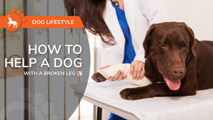 How To Help a Dog With a Broken Leg