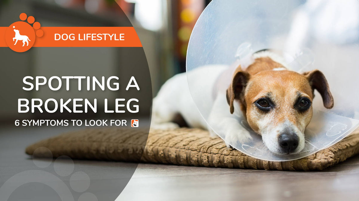 Spotting a Broken Leg in Dogs - 6 Symptoms To Look For – Boneo