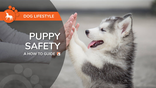 Puppy Safety - A How To Guide