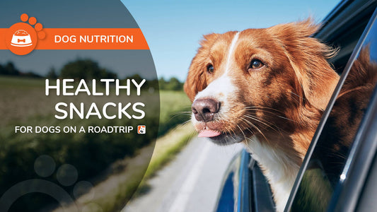 Healthy Snacks for Dogs on a Road Trip - Bio-Rep Animal Health