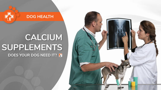 Calcium Supplements for Dogs: Everything You Need to Know