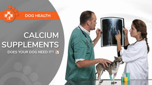 Calcium Supplements for Dogs: Everything You Need to Know - Bio-Rep Animal Health