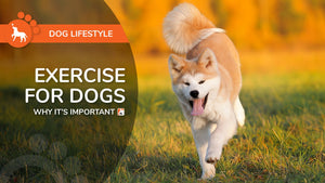 Exercise For Dogs - Why It's Important - Bio-Rep Animal Health