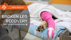 Dog Broken Leg Recovery - Tips to Help Your Dog's Bones Heal Properly