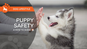 Puppy Safety - A How To Guide - Bio-Rep Animal Health