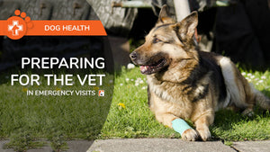 Preparing For The Vet in Emergency Visits - Bio-Rep Animal Health