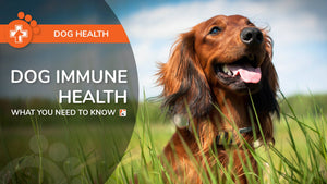 Dog Immune Health: What You Need To Know - Bio-Rep Animal Health
