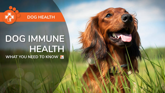 Dog Immune Health: What You Need To Know