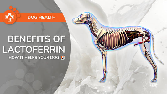 Benefits of Lactoferrin - How It Helps Your Dog