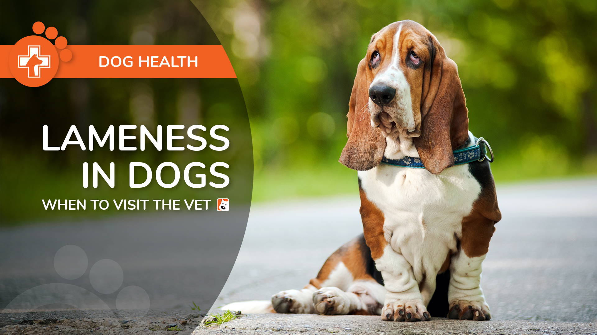 Lameness In Dogs: Causes Of Limping And When To Visit The Vet – Boneo Canine