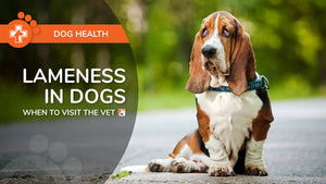 Lameness in Dogs: Causes of Limping & When To Visit the Vet