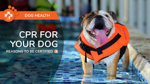 CPR For Your Dog - Reasons to Get Certified - Bio-Rep Animal Health