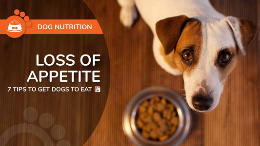 Loss of Appetite - 7 Tips To Get Dogs To Eat - Bio-Rep Animal Health