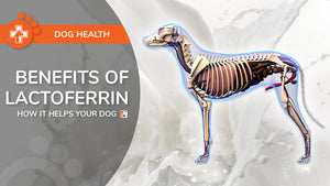 Benefits of Lactoferrin - How It Helps Your Dog - Bio-Rep Animal Health
