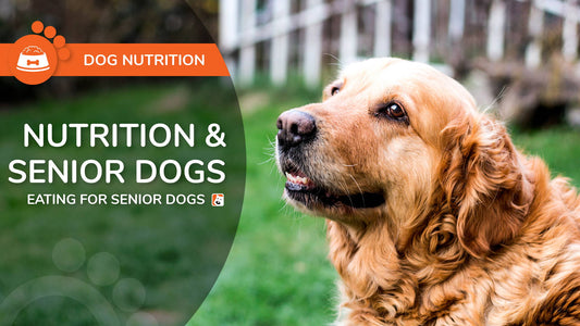 Nutrition & Senior Dogs - Eating for Senior Dogs