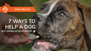 7 Ways to Help A Dog Not Eating After Surgery