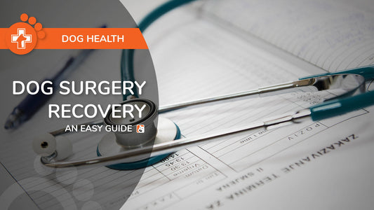 Dog Surgery Recovery: An Easy Guide to Medication and Supplements for Dogs