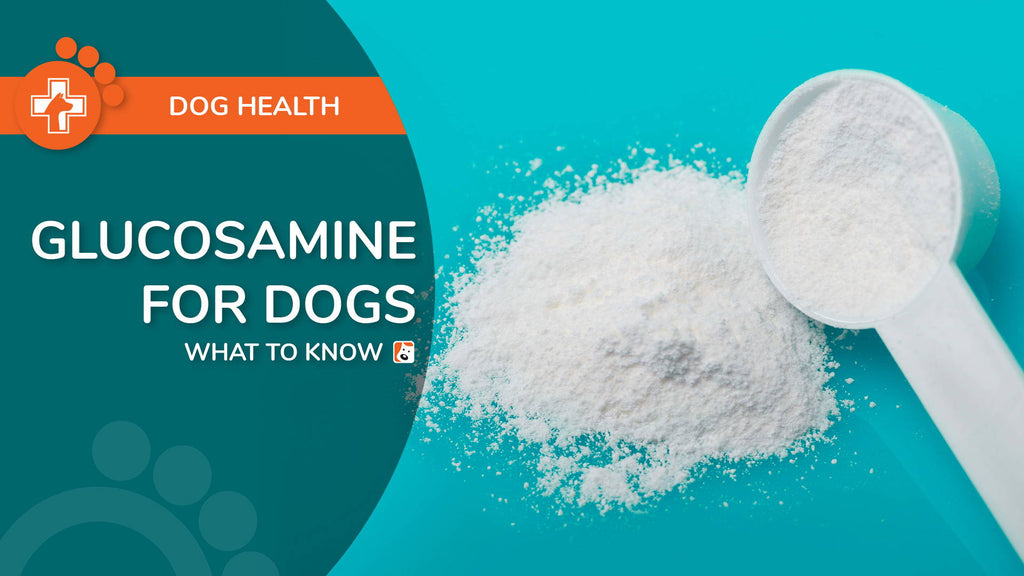 What to Know About Glucosamine for Dogs